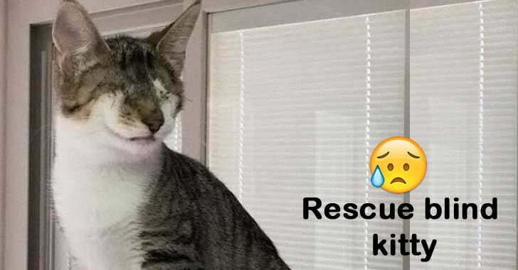 The most rescue pet images