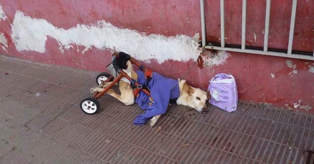 Paralyzed Dog gets deserted on a street