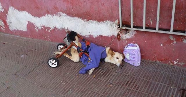Paralyzed Dog gets deserted on a street Paralyzed Dog gets deserted on a street