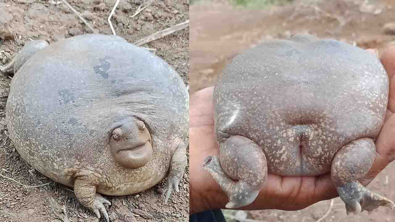This amazing frog is so fat and bulgy, People are having struggle with believing it’s true. This amazing frog is so fat and bulgy, People are having struggle with believing it’s true.