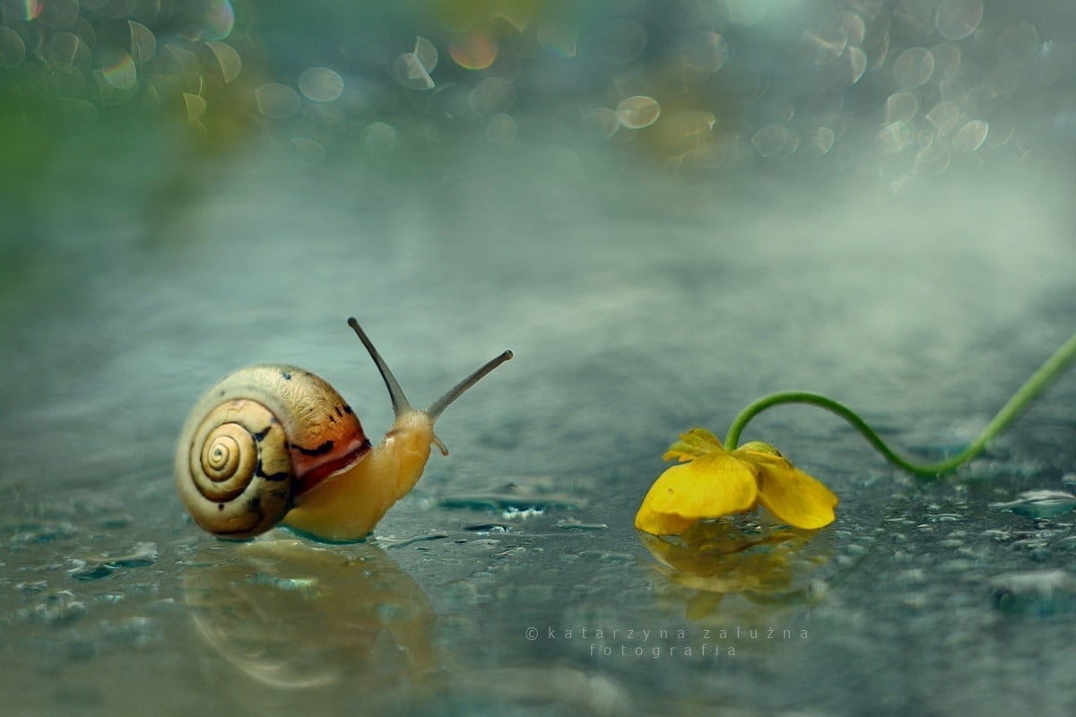Best eye -catching ,KatarzynaZaluzna – Poland -based photographer captures magical photographs of snails. Best eye -catching ,KatarzynaZaluzna – Poland -based photographer captures magical photographs of snails.