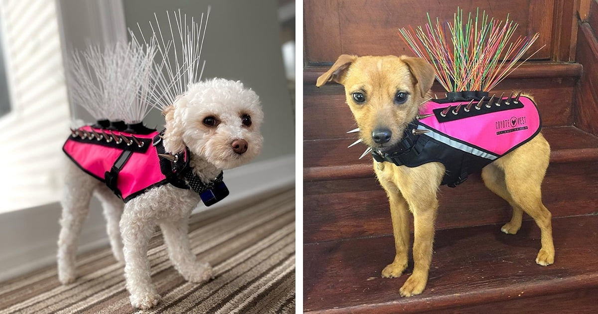 The designer create “The pet body defensive layer” to protect little dogs form coyotes , some aggressive dogs and birds of prey. The designer create “The pet body defensive layer” to protect little dogs form coyotes , some aggressive dogs and birds of prey.