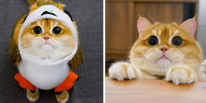 This lovable cat looks totally like shrek’s puss in boots. when the people went nuts for that