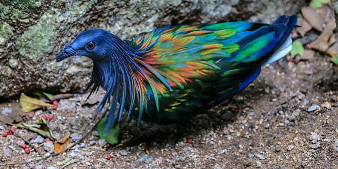 A very endangered bird species , very rare and beauty angle bird with bright feathers A very endangered bird species , very rare and beauty angle bird with bright feathers