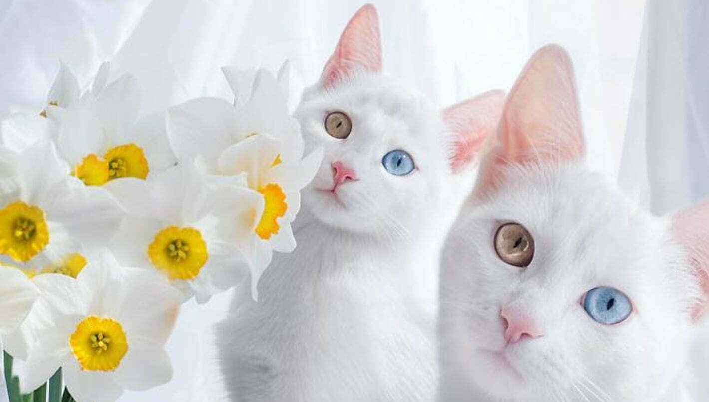 Say Hi the most beautiful twin cats in the world
